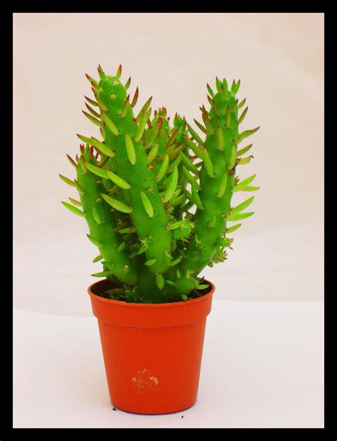 One of the most common mistakes in caring for cacti is wrong cactus repotting (transplanting). MIX EVERGREEN RARE UNUSUAL SHAPE MINI ORNAMENTAL INDOOR ...