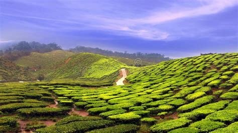 Cameron highlands is a lush green heaven located in malaysia's pahang district. Tea Farm Plantation In Cameron Highland Malaysia Stock ...