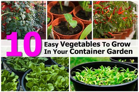 10 Easy Vegetables To Grow In Your Container Garden