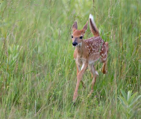 White Tailed Deer Fawn Running Stock Photo Image Of National Nose