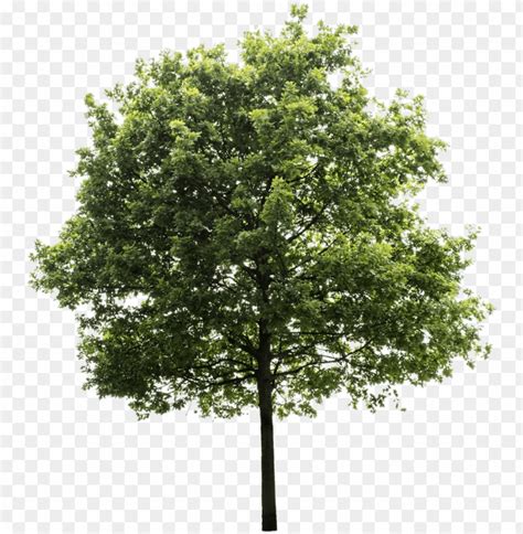 Tree Render Oak Tree Trees To Plant Tree Photoshop Transparent Background Png Tree Png