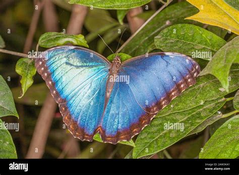 The Blue Morpho Butterfly Stock Photo Alamy