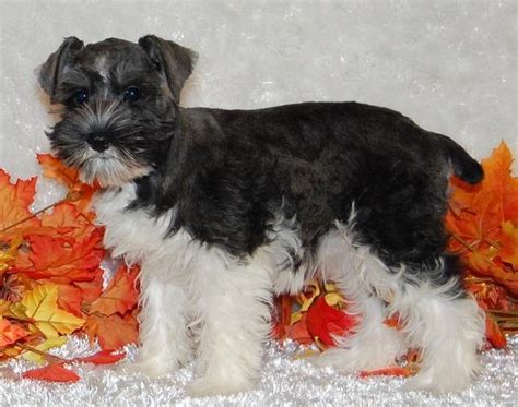 Beautiful Female Miniature Schnauzer Puppy Weeks Old For Sale In