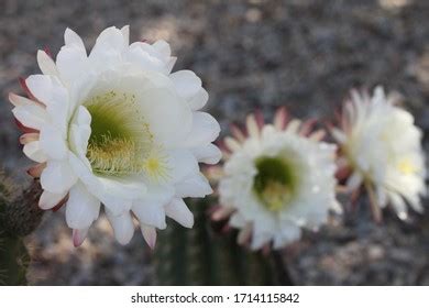 Big Bertha Hedgehog Cactus Bright White Stock Photo 1714115842