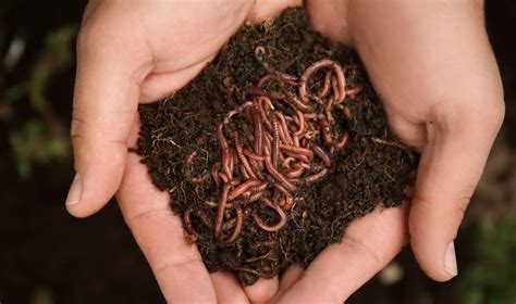 Your Complete Guide To Composting Worms Sautee Nacoochee Vineyards