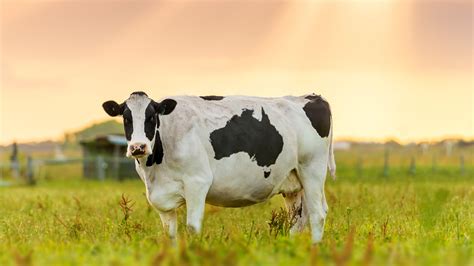 How A Cows Stomach Could Help Your Health And The