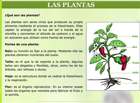 Las Plantas