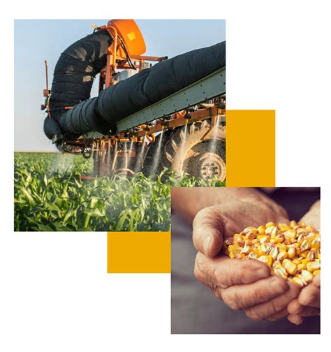Corn Yield Calculator Maximize Profit Avipel