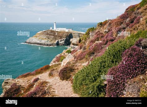 Sea Cliffs With Flowering Heather And South Stack Lighthouse On Coast
