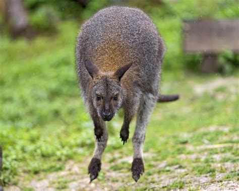 10 Facts About Marsupials