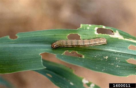 Grain Growers Urged To Look For Fall Armyworm In Crops Mirage News