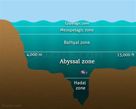 Abyssal Zone Diagram Fun Facts Ocean Zones Biomes