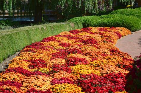 Fall Mums In The Chicago Garden Stock Image Image Of Botanic Autumn