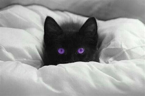 Pin By Terry Millette On Everything Purple Cat With Blue Eyes Black
