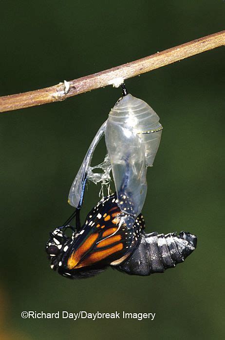Pin By Philomeena On Idea For Works Butterfly Pupa Beautiful Bugs