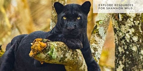 shannon wild pursuit of the black panther national geographic society