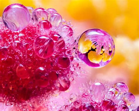 Beginners Guide To Focus Stacking For Macro Photography Photography