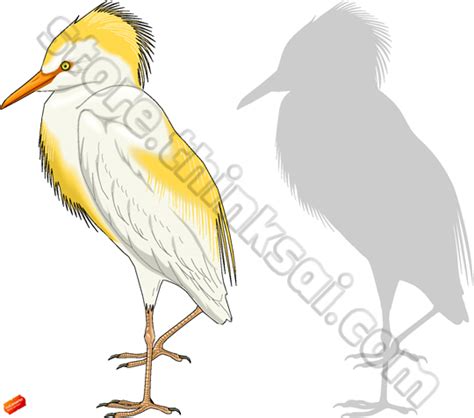 Download Cattle Egret Clipart For Free Designlooter 2020 👨‍🎨