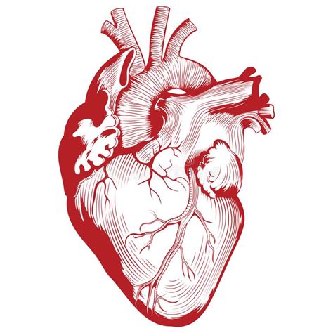 Anatomic Heart Clip Art
