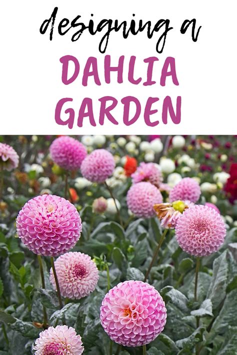 Design Ideas Plan And Plant A Dahlia Tropical Flower Garden Dahlias