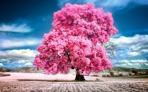 Sky Clouds Pink Summer Beauty Beautiful Tree Nature Landscape Wallpaper 1920x1200 801114