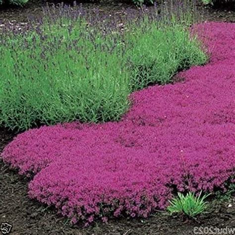 Reviews The 7 Best Ground Cover Under Pine Trees To Buy In 2022
