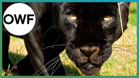 Do Black Jaguars Have Spots One Wild Fact Earth Unplugged Youtube