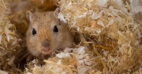 L habitait de la gerbille comment le choisir et l aménager