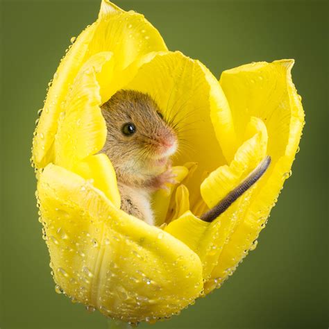 A Field Mouse Sheltering From The Rain Inside Of A Tulip Aww