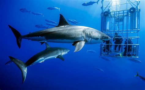 Great White Shark Cage Diving At Guadalupe Island Nautilus Liveaboards