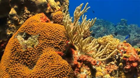 It is the only state outside north america, the only island state. Hawaii To Ban Reef-Killing Sunscreens
