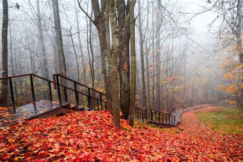 Red Autumn Forest Mist Stairway View High Quality Nature Stock Photos
