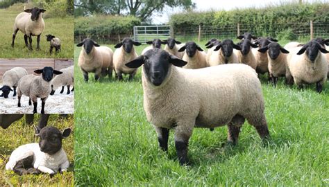 East Friesian Sheep Breed Everything You Need To Know