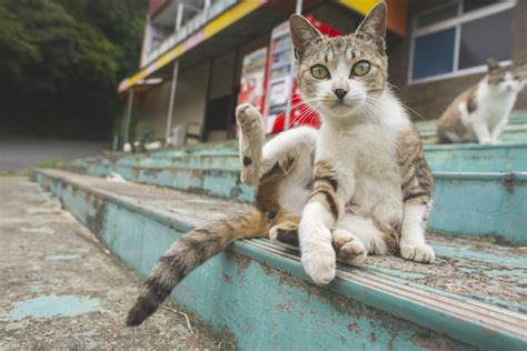 A Japanese Island Overrun By Hundreds Of Stray Cats