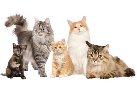 9 Most Expensive Cat Breeds In The World That Cuddly Cat