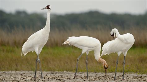 Endangered Whooping Crane Sightings To Increase In North Dakota Kx News