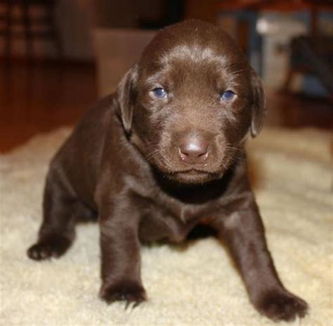 We are hobby breeders located in salem oregon., on the northwest coast near. AKC BEAUTIFUL CHOCOLATE LAB PUPPIES for Sale in Portland ...