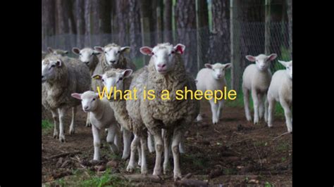 What Is A Sheeple Youtube