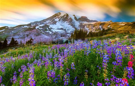 Free Download Wallpaper Grass Flowers Nature Mountain The Volcano Top