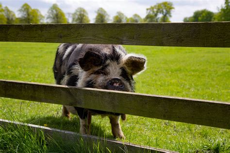 Pig On Green Field Free Stock Photo Public Domain Pictures
