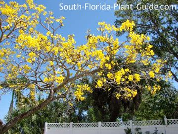 The cassia tree grows to be about 10 feet when it is mature. Tabebuia Tree