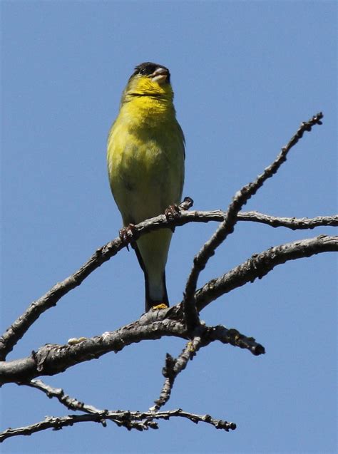 Is this a lesser goldfinch? Lesser Goldfinch | Bird feathers, Birds, Goldfinch