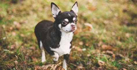 Store details for the dollartree store in columbus, ga where everything's $1 or less! Free Chihuahua Puppies Ohio | Top Dog Information
