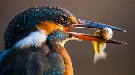 Wallpaper Kingfisher Beak Catch A Fish 2560x1600 Hd Picture Image