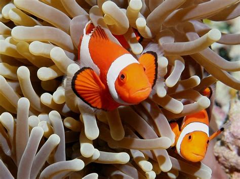 Clownfish Have A Symbiotic Relationship With Sea Anemone They Are The