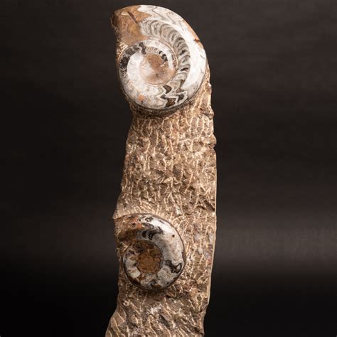 Ammonite Fossil Sculpture Astro Gallery Touch Of Modern