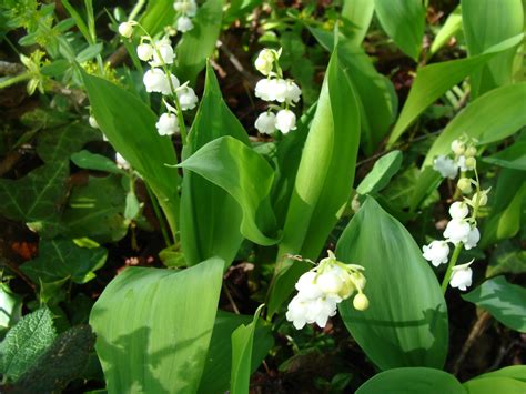 La livraison est comprise dans le prix de la carte. MUGUET - Pouce ! Cà pousse