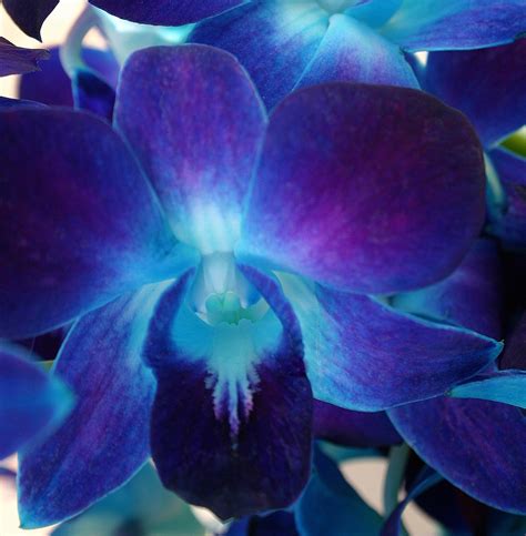 Stem Dyed Orchids A Work Of Art Made Easy Sowing The Seeds