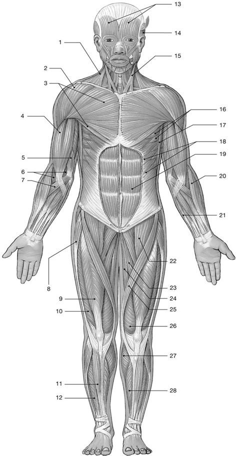 This quiz focuses on the 23 largest muscles—the ones that account for most of your mobility and strength. Labelled Picture Of Muscles In The Body / Images | Human ...