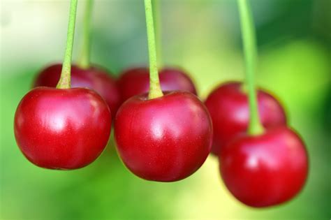 Cherries Fruit Food Free Photo On Pixabay Pixabay